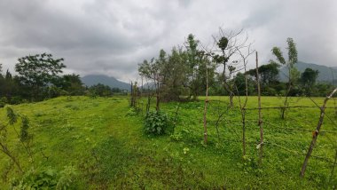  Bulutlu bir gökyüzünün altında yemyeşil pirinç tarlası canlı bir ot ve huzur manzarası sergiliyor.