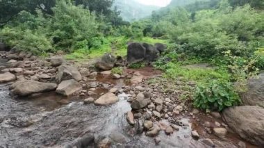 Ormandaki kayaların üzerinden akan sakin bir akarsu manzarası, doğanın rahatlatıcı seslerini ve canlı yaprakları sergiliyor.