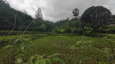 Bulutlu bir gökyüzünün altında yemyeşil pirinç tarlası canlı bir ot ve huzur manzarası sergiliyor.