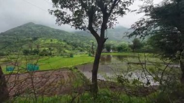 Bulutlu bir gökyüzünün altında yemyeşil pirinç tarlası canlı bir ot ve huzur manzarası sergiliyor.