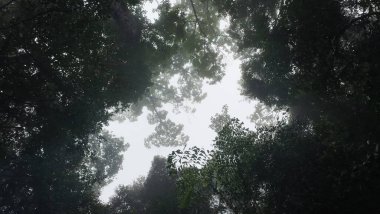 Dalları ve Yaprakları Olan Sisli Orman