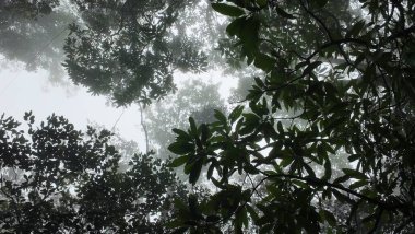 Dalları ve Yaprakları Olan Sisli Orman