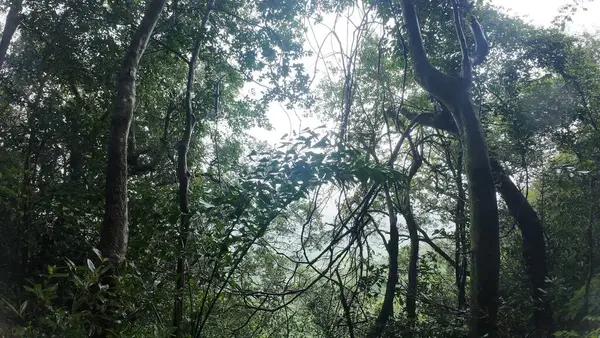 Dalları ve Yaprakları Olan Sisli Orman