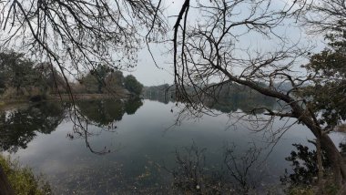 Bereketli ağaç, sakin su ve manzaralı yeşillik içeren huzurlu göl manzarası