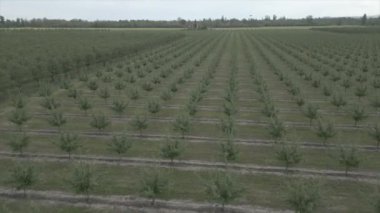 İlkbaharda sarı kolza tohumu tarlaları