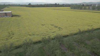 İlkbaharda sarı kolza tohumu tarlaları