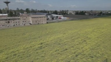 İlkbaharda sarı kolza tohumu tarlaları