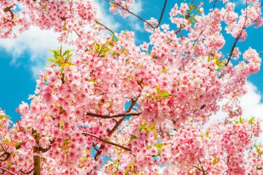 Spring in Japan. Sakura, the famous  cherry tree pink blossom as background