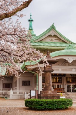 Tokyo, JAPAN, MARCH 28, 2019 - Spring in Tokyo. Blooming cherry pink flowers in front of the Tokyo Memorial Hall