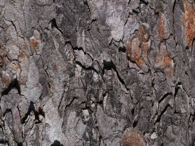 At kestanesi ağacı gövdesi doğal arka plan olarak havlar.