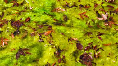 Red autumnal leaves on a bed of green algae as background clipart