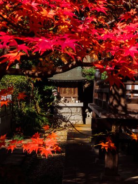 Tokyo, Japonya, 13 Aralık 2023 - Tokyo 'da sonbahar. Kırmızı akçaağaç yapraklı küçük bir Shinto sunağı.