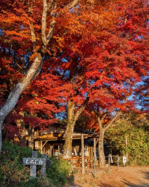 Tokyo, Japonya, 24 Kasım 2023 - Japonya 'da sonbahar ve yeşillik. Takao Dağı Momiji Dai manzaralı kırmızı akçaağaç yapraklı