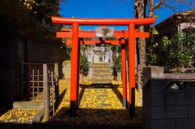 Tokyo, Japonya, 13 Aralık 2023 - Tokyo 'da sonbahar. Dakiamatensha küçük Shinto sunağı geleneksel Torii kırmızı kapı tilkileri ve sarı ginkgo yapraklarıyla