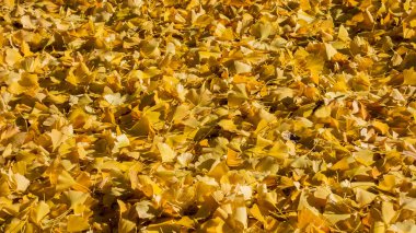 Sonbahar titreşimleri. Arka plan olarak ginkgo sarısı yapraklar