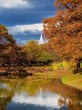 Tokyo 'da sonbahar. Shibuya Ward 'daki Yoyogi Parkı' nda güzel sonbahar yaprakları.