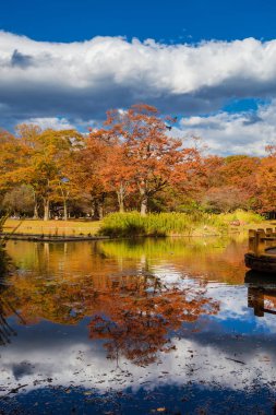 Tokyo 'da sonbahar. Shibuya Ward 'daki Yoyogi Parkı' nda güzel sonbahar yaprakları.