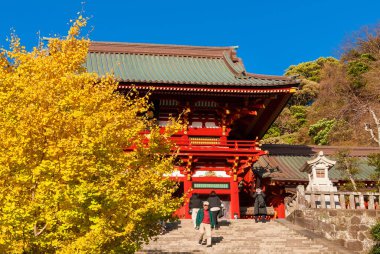 Kamakura, JAPAN, NOVEMBER 29, 2023 - Autumn in Kamakura. Ginkgo yellow leaves in Tsurugaoka Hachimang Temple clipart