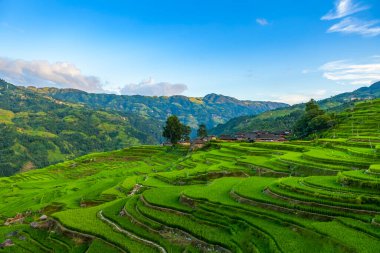 Dağlarda pirinç terasları