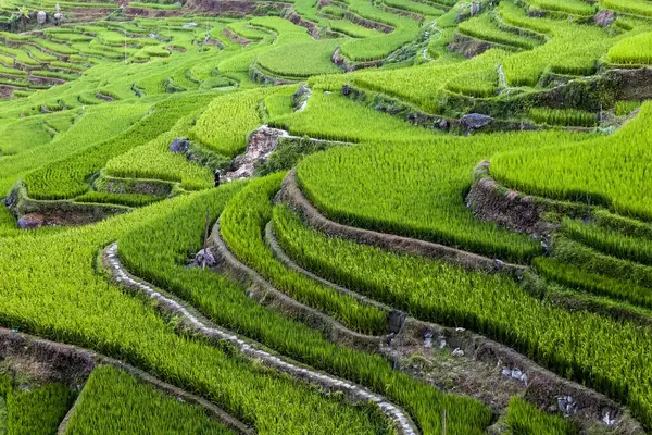 Tayland pirinç tarlaları güzel manzara