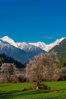 Dağ manzarasının arka planında güzel bahar kiraz çiçekleri