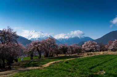 İlkbaharda kiraz çiçeklerine ve dağa bak.