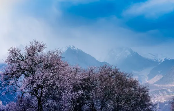 Karlı ve ağaçlı güzel bir manzara.