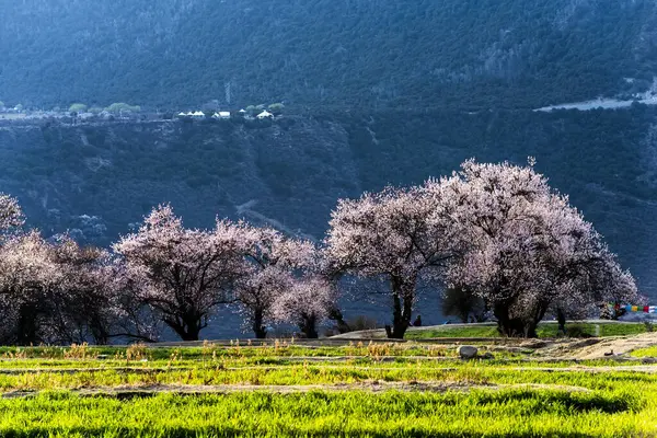 Dağlarda bir ağacı olan güzel bir manzara.