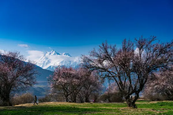 Arkasında bir dağ olan güzel bir manzara.