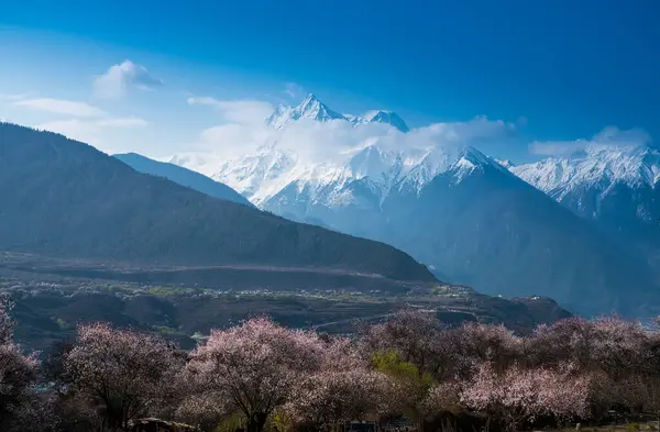 dağlarda güzel bahar çiçekleri