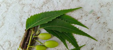 ağaç, doğal, arka plan, bitki, yeşil, doğa, yaprak, yeşillik, yaprak, dal, taze, bitki, bahçe, organik, sağlıklı, ilaç, tıbbi, büyüme, azadirachta, meyve, neem, yaz, neem bitkisel, tarım, sağlık, ayurvedic, açık hava, alternatif, doku, 