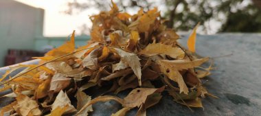 Doğanın yemyeşil güzelliğiyle süslenmiş yemyeşil bir zemin. Yapraklar ve dallar bir büyüme senfonisi, canlılığı ve tazeliği somutlaştırır. Aralarında, saygı duyulan komşu ağaç ayakta duruyor, sağlığı ve sağlığı simgeliyor..