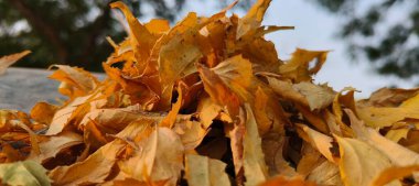 Doğanın yemyeşil güzelliğiyle süslenmiş yemyeşil bir zemin. Yapraklar ve dallar bir büyüme senfonisi, canlılığı ve tazeliği somutlaştırır. Aralarında, saygı duyulan komşu ağaç ayakta duruyor, sağlığı ve sağlığı simgeliyor..