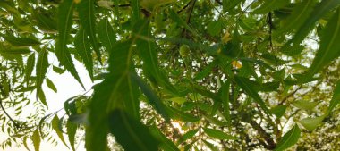 Doğanın yemyeşil güzelliğiyle süslenmiş yemyeşil bir zemin. Yapraklar ve dallar bir büyüme senfonisi, canlılığı ve tazeliği somutlaştırır. Aralarında, saygı duyulan komşu ağaç ayakta duruyor, sağlığı ve sağlığı simgeliyor..