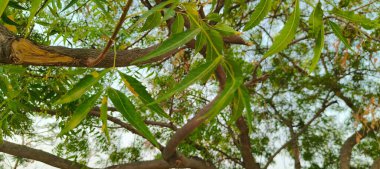 Doğanın yemyeşil güzelliğiyle süslenmiş yemyeşil bir zemin. Yapraklar ve dallar bir büyüme senfonisi, canlılığı ve tazeliği somutlaştırır. Aralarında, saygı duyulan komşu ağaç ayakta duruyor, sağlığı ve sağlığı simgeliyor..