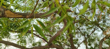 Doğanın yemyeşil güzelliğiyle süslenmiş yemyeşil bir zemin. Yapraklar ve dallar bir büyüme senfonisi, canlılığı ve tazeliği somutlaştırır. Aralarında, saygı duyulan komşu ağaç ayakta duruyor, sağlığı ve sağlığı simgeliyor..