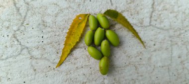 Doğanın yemyeşil güzelliğiyle süslenmiş yemyeşil bir zemin. Yapraklar ve dallar bir büyüme senfonisi, canlılığı ve tazeliği somutlaştırır. Bunların arasında, saygı duyulan ağaç ayakta duruyor, sağlığı ve sağlığı simgeliyor. Bu organik 