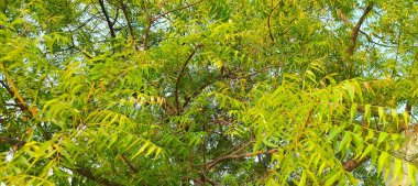 Doğanın yemyeşil güzelliğiyle süslenmiş yemyeşil bir zemin. Yapraklar ve dallar bir büyüme senfonisi, canlılığı ve tazeliği somutlaştırır. Bunların arasında, saygı duyulan ağaç ayakta duruyor, sağlığı ve sağlığı simgeliyor. Bu organik 