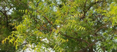 Doğanın yemyeşil güzelliğiyle süslenmiş yemyeşil bir zemin. Yapraklar ve dallar bir büyüme senfonisi, canlılığı ve tazeliği somutlaştırır. Bunların arasında, saygı duyulan ağaç ayakta duruyor, sağlığı ve sağlığı simgeliyor. Bu organik 