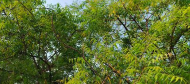 Doğanın yemyeşil güzelliğiyle süslenmiş yemyeşil bir zemin. Yapraklar ve dallar bir büyüme senfonisi, canlılığı ve tazeliği somutlaştırır. Bunların arasında, saygı duyulan ağaç ayakta duruyor, sağlığı ve sağlığı simgeliyor. Bu organik 