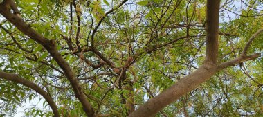 Doğanın yemyeşil güzelliğiyle süslenmiş yemyeşil bir zemin. Yapraklar ve dallar bir büyüme senfonisi, canlılığı ve tazeliği somutlaştırır. Bunların arasında, saygı duyulan ağaç ayakta duruyor, sağlığı ve sağlığı simgeliyor. Bu organik 