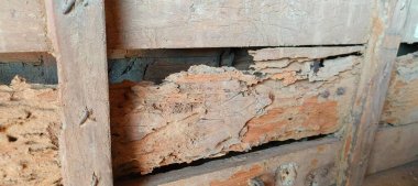 Resimde, termit tünelleriyle kaplı tahtanın yüzeyi doğanın sessiz gücünü gösteriyor. Her güzel çizgi, ahşabın yaşamak, yemek yemek için bir yer olduğu yavaş değişimin hikayesini tasvir eder., 