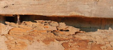 Resimde, termit tünelleriyle kaplı tahtanın yüzeyi doğanın sessiz gücünü gösteriyor. Her güzel çizgi, ahşabın yaşamak, yemek yemek için bir yer olduğu yavaş değişimin hikayesini tasvir eder., 
