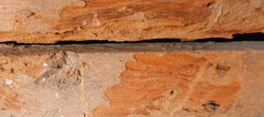 Resimde, termit tünelleriyle kaplı tahtanın yüzeyi doğanın sessiz gücünü gösteriyor. Her güzel çizgi, ahşabın yaşamak, yemek yemek için bir yer olduğu yavaş değişimin hikayesini tasvir eder., 