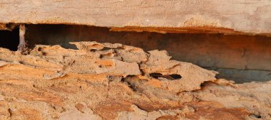 Resimde, termit tünelleriyle kaplı tahtanın yüzeyi doğanın sessiz gücünü gösteriyor. Her güzel çizgi, ahşabın yaşamak, yemek yemek için bir yer olduğu yavaş değişimin hikayesini tasvir eder., 