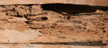 Resimde, termit tünelleriyle kaplı tahtanın yüzeyi doğanın sessiz gücünü gösteriyor. Her güzel çizgi, ahşabın yaşamak, yemek yemek için bir yer olduğu yavaş değişimin hikayesini tasvir eder., 