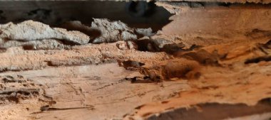 Resimde, termit tünelleriyle kaplı tahtanın yüzeyi doğanın sessiz gücünü gösteriyor. Her güzel çizgi, ahşabın yaşamak, yemek yemek için bir yer olduğu yavaş değişimin hikayesini tasvir eder., 