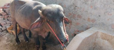 Bir bufalo, muazzam şekliyle, dayanıklılığının ve dayanıklılığının bir göstergesi olarak, karenin sakinliğinde gururla durur. Her gergin kas asırlık bilgiyi ortaya çıkarır ve evcilleştirilmemiş bir hayatta kalma örneğidir. Bakışı vahşi enerjiyi somutlaştırıyor. 