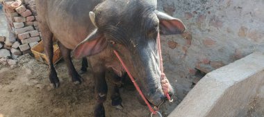 Bir bufalo, muazzam şekliyle, dayanıklılığının ve dayanıklılığının bir göstergesi olarak, karenin sakinliğinde gururla durur. Her gergin kas asırlık bilgiyi ortaya çıkarır ve evcilleştirilmemiş bir hayatta kalma örneğidir. Bakışı vahşi enerjiyi somutlaştırıyor. 