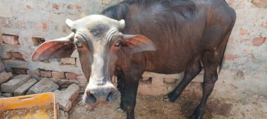 Bir bufalo, muazzam şekliyle, dayanıklılığının ve dayanıklılığının bir göstergesi olarak, karenin sakinliğinde gururla durur. Her gergin kas asırlık bilgiyi ortaya çıkarır ve evcilleştirilmemiş bir hayatta kalma örneğidir. Bakışı vahşi enerjiyi somutlaştırıyor. 